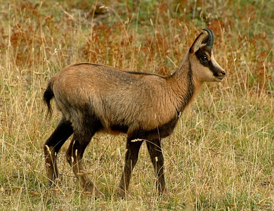 Camoscio d''Abruzzo Rupicapra pyrenaica ornata